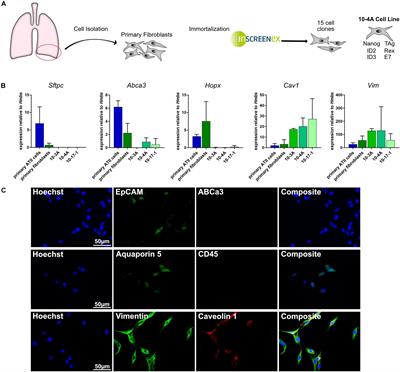 A Novel Fibroblast Reporter Cell Line for in vitro Studies of Pulmonary Fibrosis